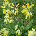 Primula veris fleur